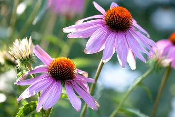 Echinacea flowers
