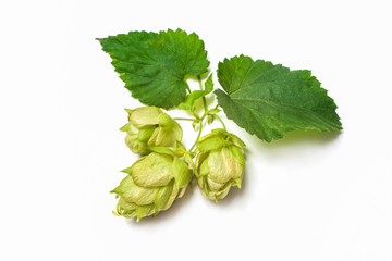 Ripe green hop cones with leafs