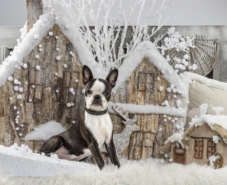 Boston Terrier In Front Of A Christmas Scenery