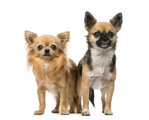 Two chihuahuas