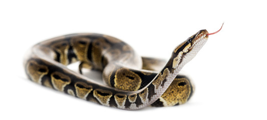 Naklejka premium Ball python