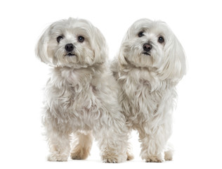 Two malteses