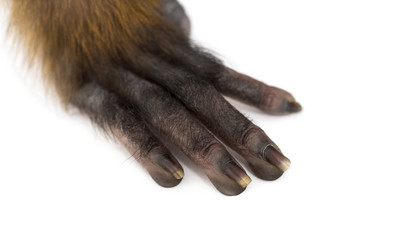 Close-up on the hand of a baby Francois Langur (1 month)