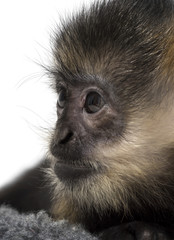Close-up of a baby Francois Langur (4 months)