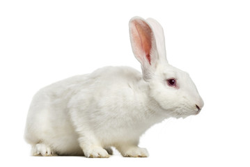 White rabbit (7 months old)