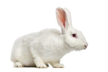 White rabbit (7 months old)