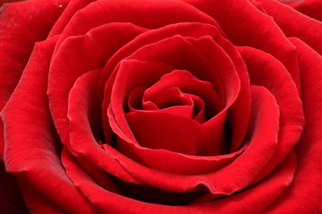 Macro of red rose