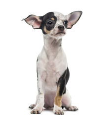 Fototapeta premium Chihuahua puppy