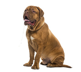 Dogue de bordeaux drooling (6 months old)