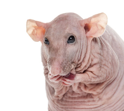 Close-up of a Hairlesss rat cleaning itself