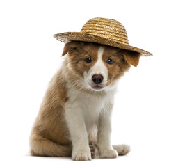 Border Collie puppy wearing a straw hat
