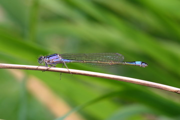 Blue-tailed Damselfly Dragonfly