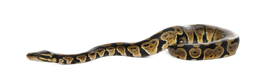 Ball Python