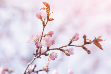 flower on sakura tree closeup