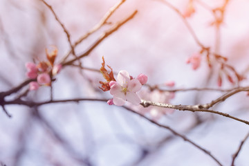 flower on sakura tree closeup
