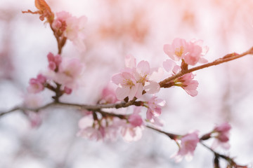 flower on sakura tree closeup
