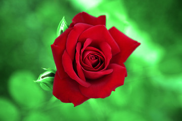 Schöne Rosen