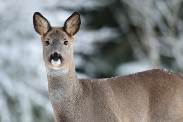 Roe deer portrait in winter