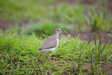 Sandpiper bird
