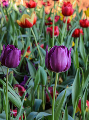 Beautiful purple tulip blossom