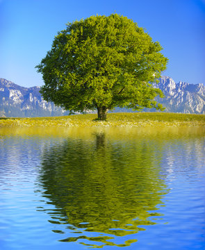 Baum Laubbaum mit Spiegelung im See