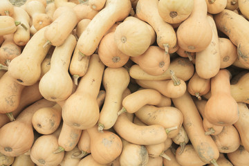 Lot of diferent kind of pumpkin on the field