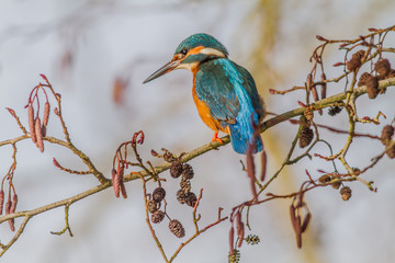 Eisvogel