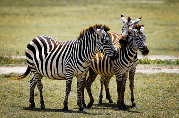 Zebra family