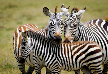 Fototapeta na wymiar Zebra family