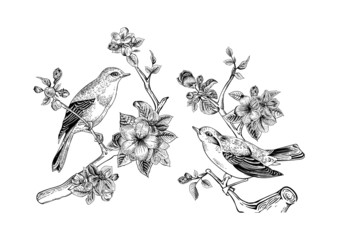 Vintage vector spring card. Birds on a branch.
