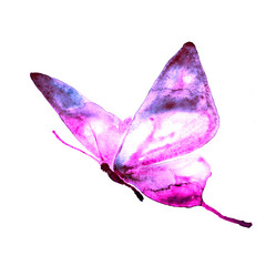 butterflies design