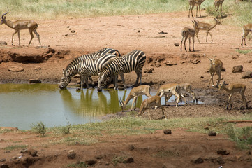 Obraz na płótnie Canvas Zebra are drinking