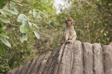 Little monkey looking for his mother