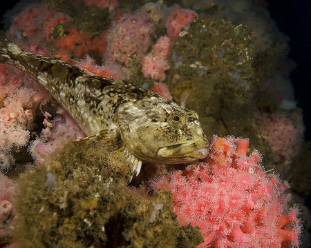 California Rock fish at Oil Rig reef