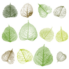Vector leafs, isolated
