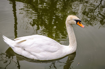 Fototapeta premium White Swan