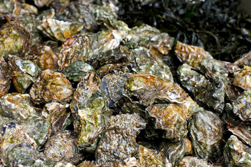 Oysters