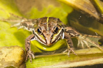 Frog in the pond