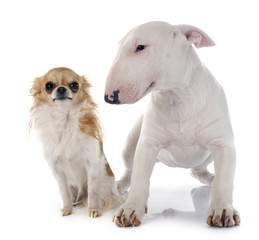 puppy bull terrier and chihuahua