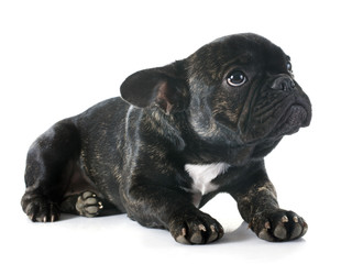 Obraz premium french bulldog