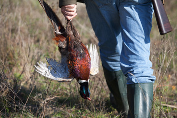 Killed pheasant in hunter’s hand
