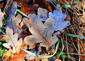 Frozen oak leafs