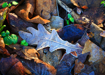 frozen leafage background