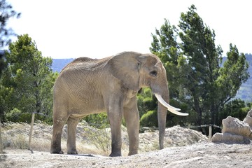 Elefante 2
