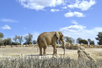 Elefante 1