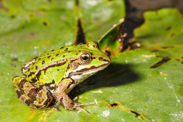 Frog in the pond