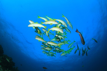 Fototapeta na wymiar School yellow fish: Goatfish