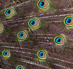 Fototapeta premium Bird feathers (peacock)