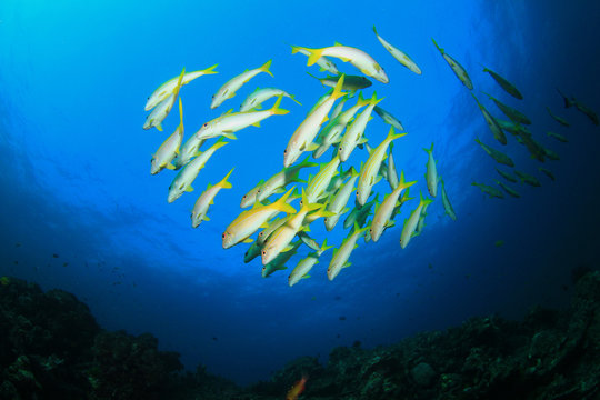 School yellow fish: Goatfish