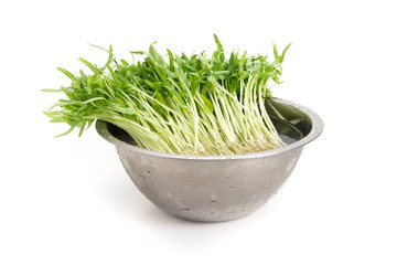 空心菜のスプラウト